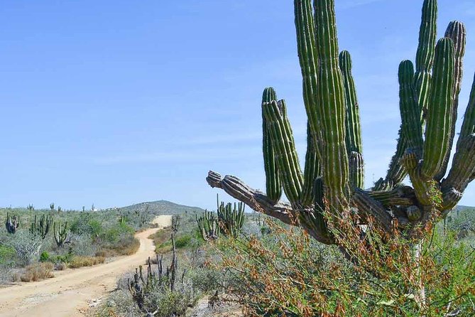 Private Todos Santos Jeep - Stop 1: Transpeninsular Highway views with real photo payoff