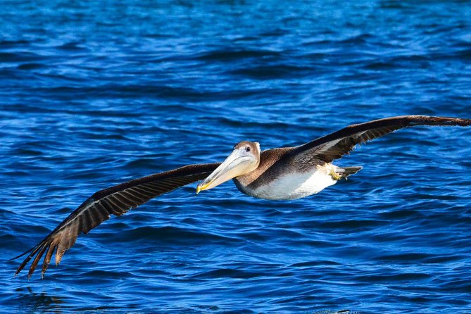 PRIVATE Whale Watch Tour | Cabo San Lucas | Biologist | FREE Pics - Pelican Rock and the marine protected area