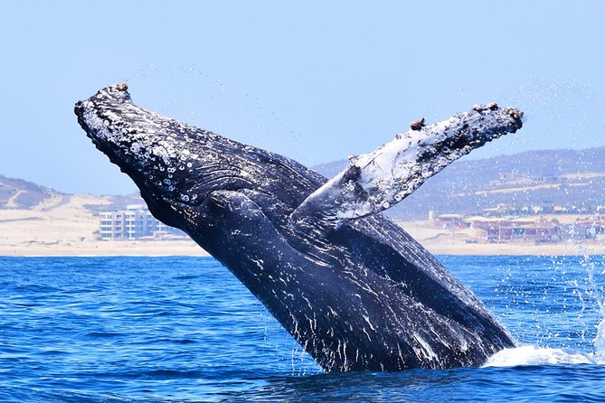 PRIVATE Whale Watch Tour | Cabo San Lucas | Biologist | FREE Pics - Out past the bay: where humpbacks show up (and why the boat matters)