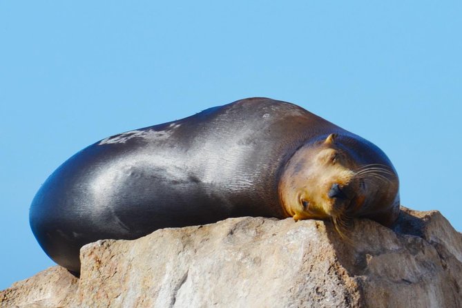 PRIVATE Whale Watch Tour | Cabo San Lucas | Biologist | FREE Pics - Free pics: great memory service, one timing warning