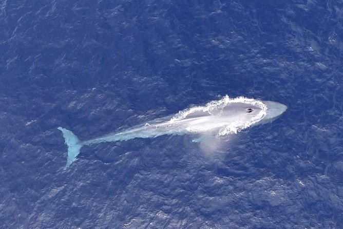 PRIVATE Whale Watch Tour | Cabo San Lucas | Biologist | FREE Pics - Who this whale watch is best for
