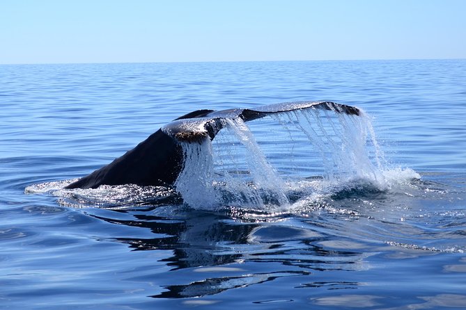 PRIVATE Whale Watch Tour | Cabo San Lucas | Biologist | FREE Pics - Price and what you’re really buying at $369.50