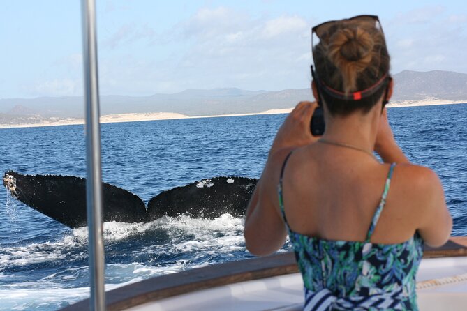 Private Whale Watching in San José del Cabo - Quick reasons this San José del Cabo whale tour is a win