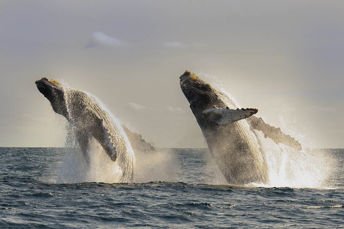 Private Whale Watching in San José del Cabo - Private whale watching from San José del Cabo: what makes it feel special