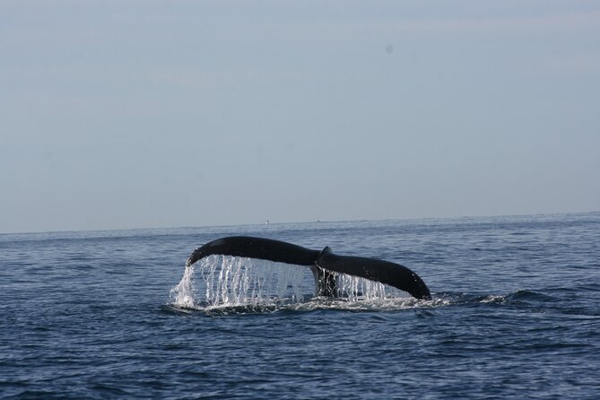 Private Whale Watching in San José del Cabo - Guide-led learning: Sophie, Paola, and the value of real explanation