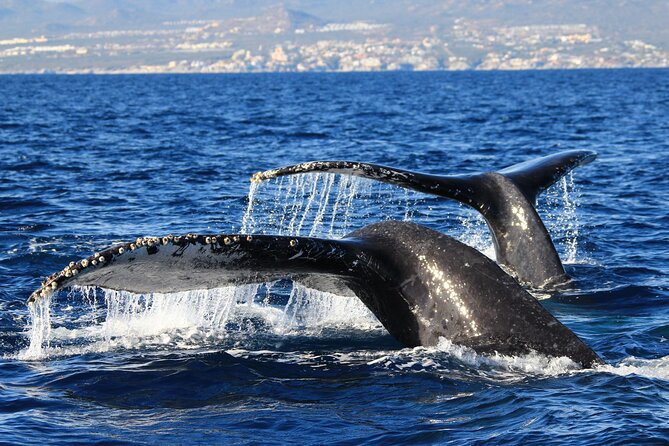 Private Whale Watching in San José del Cabo - Stop 1, San José del Cabo: where the trip starts and ends (and why that’s good)