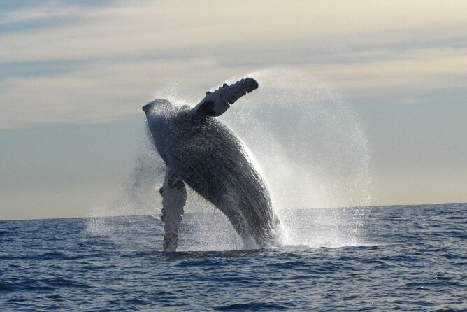 Private Whale Watching in San José del Cabo - Price and value: is $200 per person worth it?