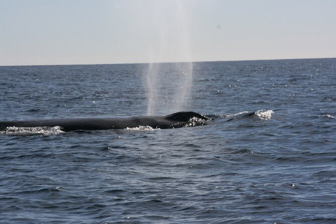 Private Whale Watching in San José del Cabo - Weather, sea conditions, and the one thing you should plan for