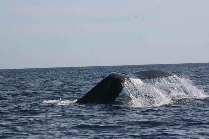 Private Whale Watching in San José del Cabo - Boat comfort and wildlife spotting around San José del Cabo