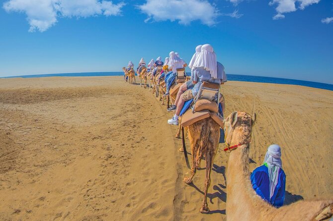 Safari with Camel Caravan to Explore Baja’s Nature, Culture and Cuisine - Camel Caravan on the beach: what the 20-minute ride is like