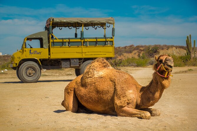 Safari with Camel Caravan to Explore Baja’s Nature, Culture and Cuisine - From Cabo to Tierra Sagrada: the coastal drive