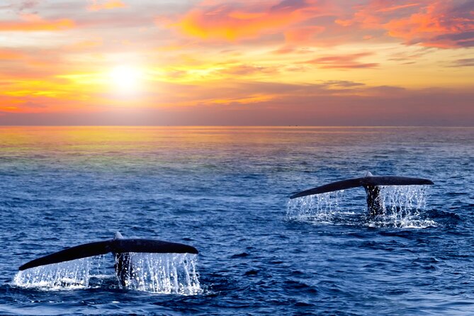 San Jose del Cabo Small-Group Sunrise Whale Watching - Why a 6:00 am Sunrise Cruise Changes Everything in San José del Cabo