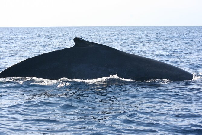 San Jose del Cabo Small-Group Sunrise Whale Watching - Dawn Cruise Flow: From Meeting Point to Quiet Viewing Spots