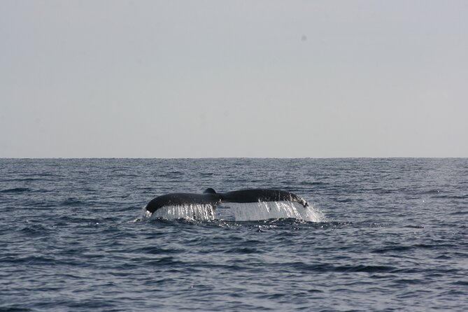 San Jose del Cabo Small-Group Sunrise Whale Watching - The Weather Reality Check: When the Ocean Says Not Today