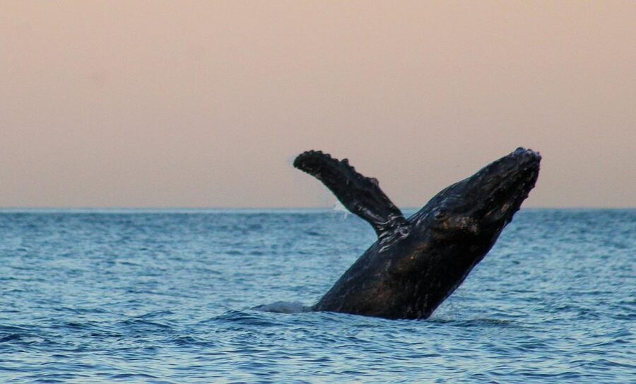 San Jose del Cabo Sunset Whale Watching - Key highlights to know before you go