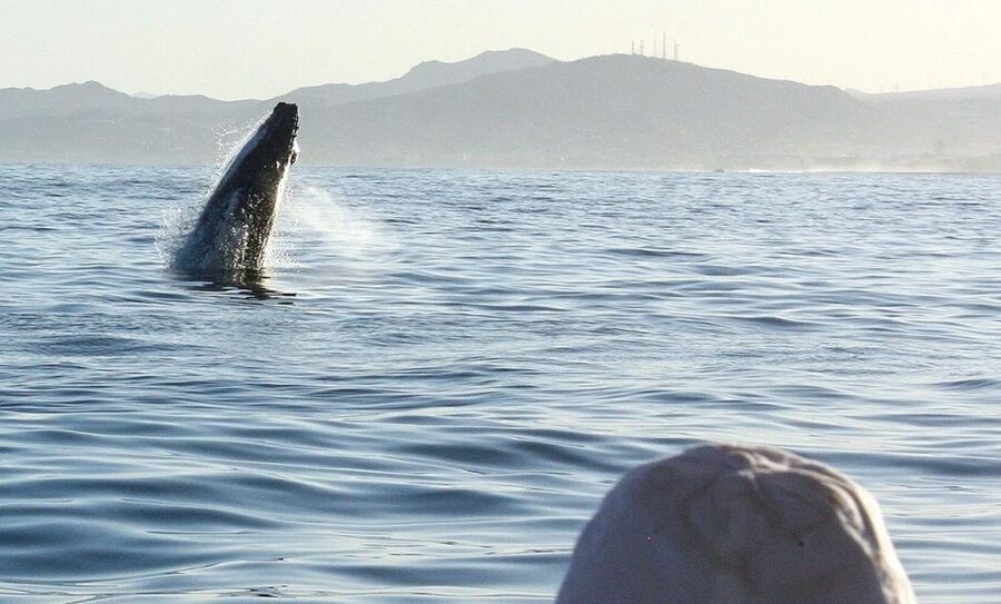 San Jose del Cabo Sunset Whale Watching - Seasonal expectations: Dec 15 to Apr 30 in the Sea of Cortez