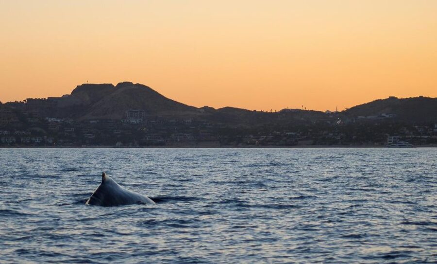 San Jose del Cabo Sunset Whale Watching - On the water: marine biologist guidance, hydrophone listening, and real whale viewing