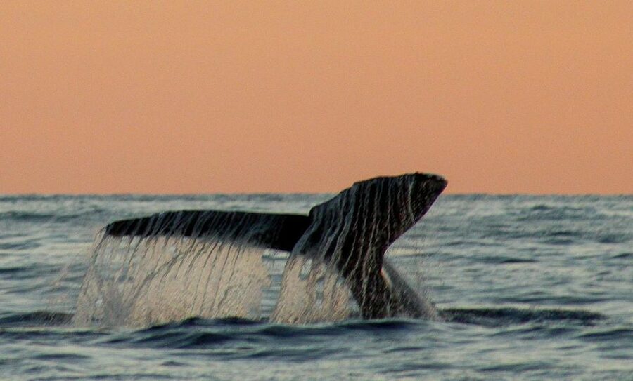 San Jose del Cabo Sunset Whale Watching - What happens during the 2 hours: step-by-step without the stress