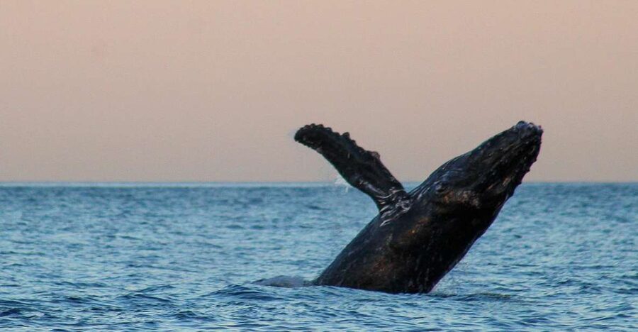 San Jose del Cabo Sunset Whale Watching - Comfort in Baja evenings: what to bring for sunset whale watching