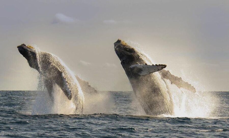 San Jose del Cabo Whale Watching - Key highlights I’d focus on