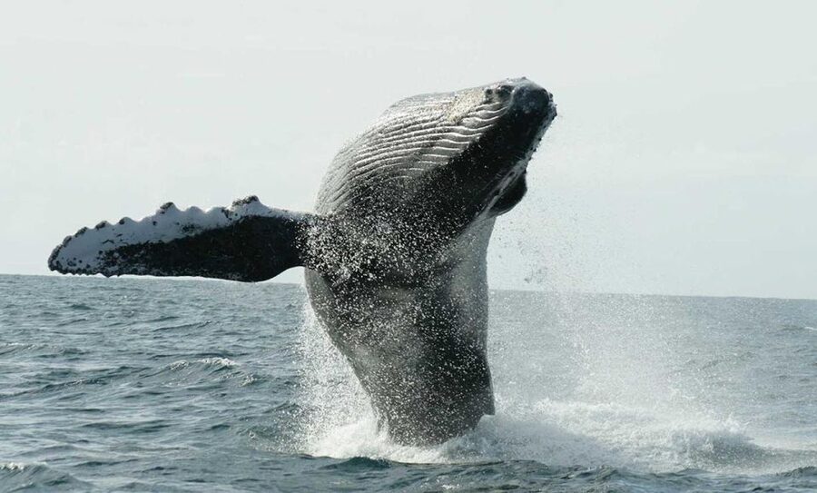 San Jose del Cabo Whale Watching - Where You Meet in San Jose del Cabo (and Why It Matters)