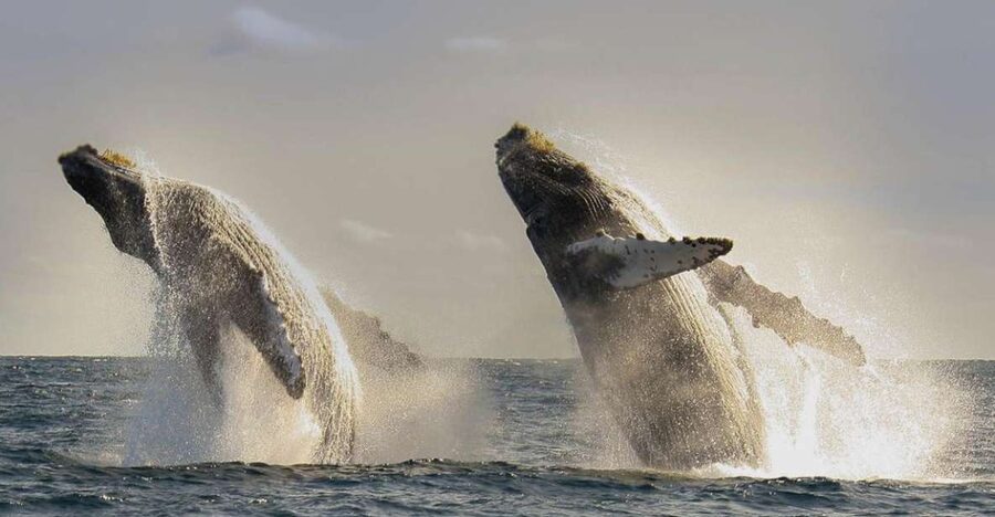 San Jose del Cabo Whale Watching - Winter Whale Season in the Sea of Cortez: Humpbacks and Grays