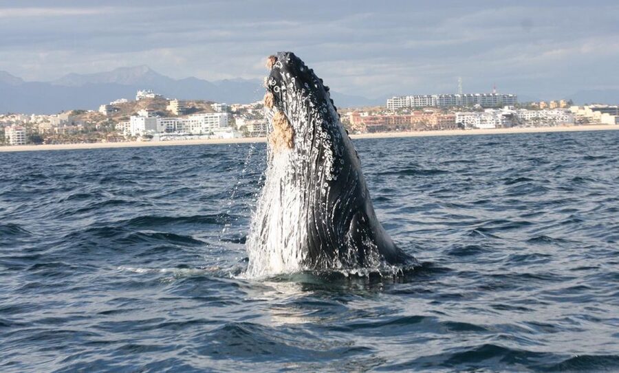 San Jose del Cabo Whale Watching - Whale Etiquette and the Crew’s Whale-Finding Approach