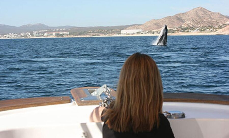 San Jose del Cabo Whale Watching - Snacks, Water, and the One Detail to Confirm