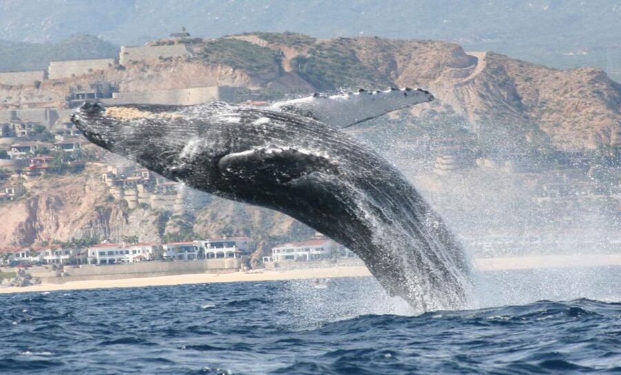 San Jose del Cabo Whale Watching - Price and Value: Is $95 Worth It?