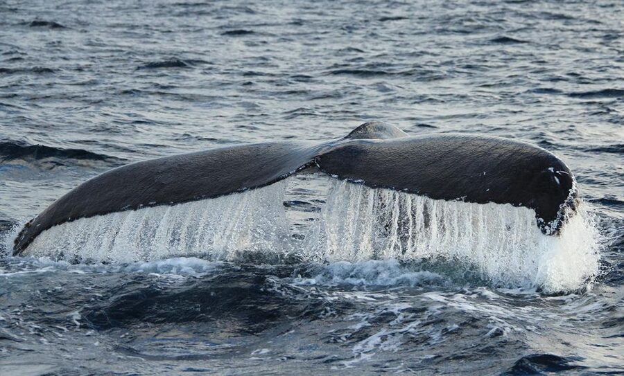 San Jose del Cabo Whale Watching - Should You Book San Jose del Cabo Whale Watching?