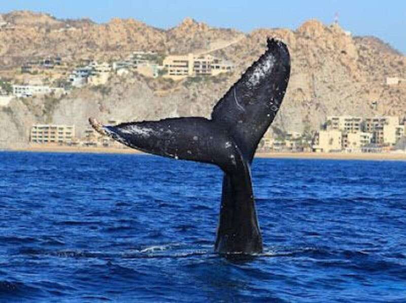 San José del Cabo: Whale Watching Experience - The humpback migration window: why December to April is the sweet spot