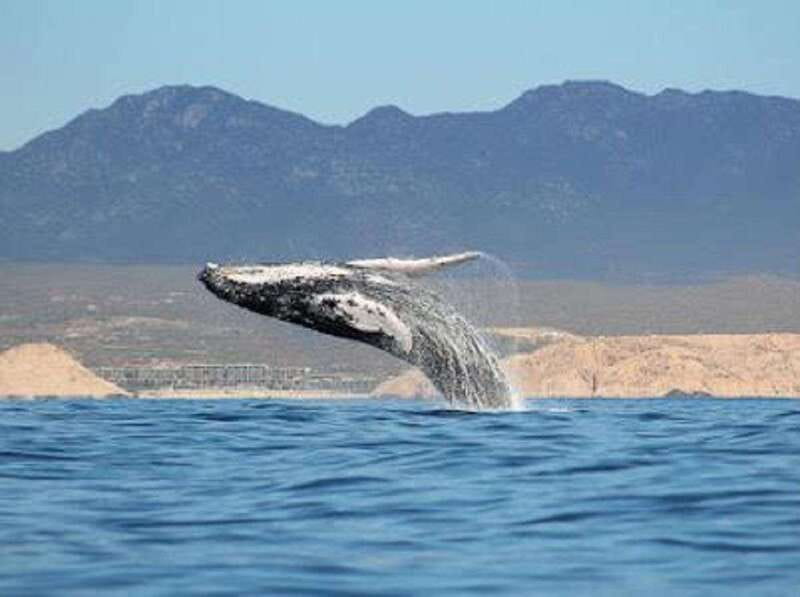 San José del Cabo: Whale Watching Experience - Getting started at Open Water Expeditions: what your 2-hour rhythm feels like