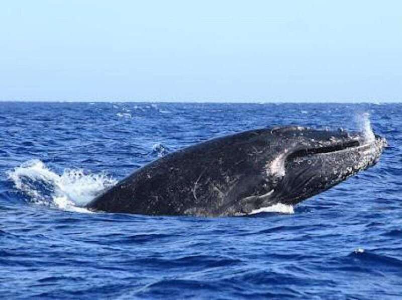 San José del Cabo: Whale Watching Experience - The guide’s job: turning sightings into whale knowledge (and not just photos)