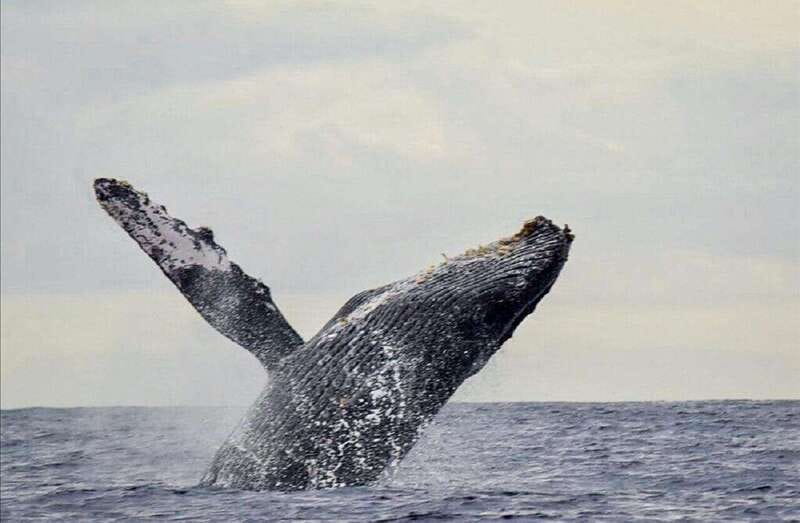 San José del Cabo: Whale Watching Experience - Mother-and-calf teaching: the moment that makes the trip feel real
