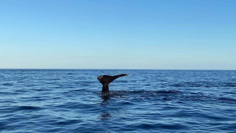 San José del Cabo: Whale Watching Experience - Staying comfortable: what to bring for real-life Cabo water conditions