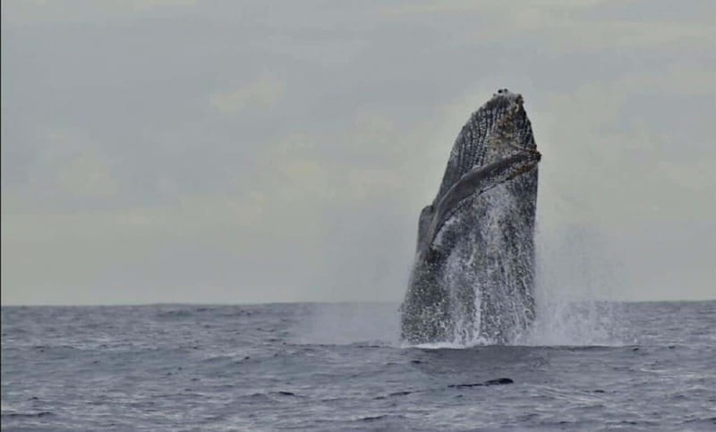 San José del Cabo: Whale Watching Experience - Who this whale watch is best for (and who should skip it)