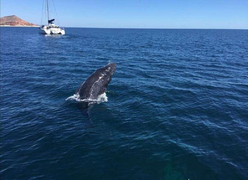 San José del Cabo: Whale Watching Experience - What you’ll see on the water: breaches, tail raises, and those loud surface blows