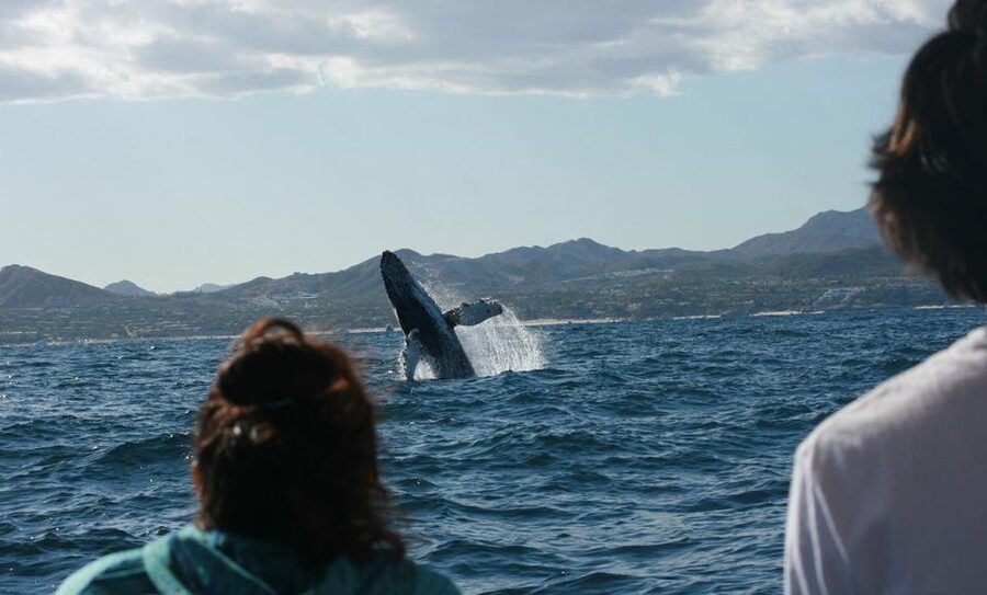 San Jose del Cabo Whale Watching - The 2-Hour Cruise Experience: What Happens After the Safety Briefing