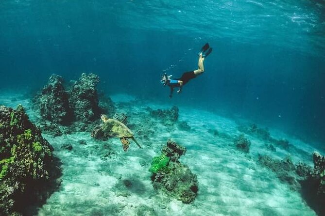 Santa Maria and Chileno Bay Snorkel Adventure Los Cabos - The Ride Past El Arco de Cabo San Lucas (And Wildlife Chances)