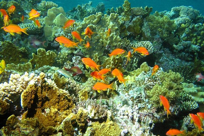 Santa Maria and Chileno Bay Snorkel Adventure Los Cabos - Santa Maria Beach Stop: Calm, Warm Water for Clear Swimming