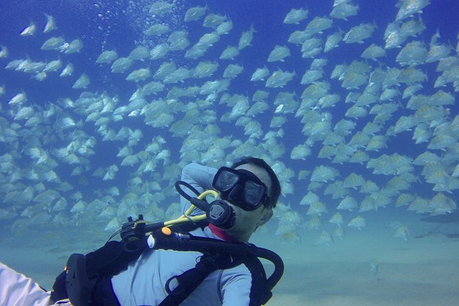 Scuba Diving - What you can realistically see: wildlife highlights and visibility clues