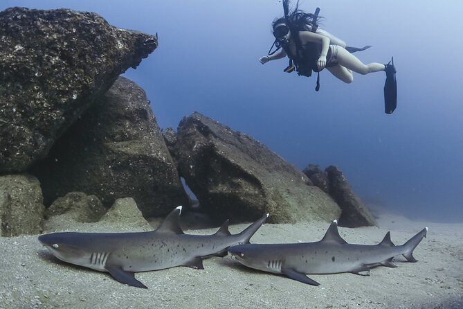 Scuba Diving - Price and value: what $149 covers, and what you should budget for