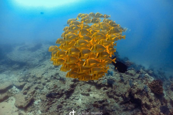 Scuba Diving adventure Cabo pulmo - Quick Highlights You Can Feel Immediately