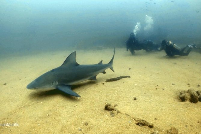 Scuba Diving adventure Cabo pulmo - Cabo Pulmo Marine Preserve: What You’re Really Buying