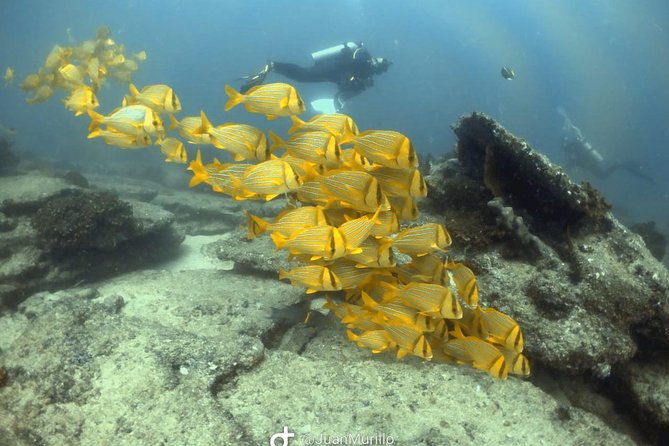 Scuba Diving adventure Cabo pulmo - Stop 1: Cabo Pulmo National Marine Park Underwater Session