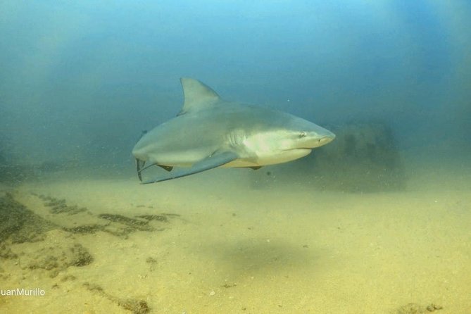 Scuba Diving adventure Cabo pulmo - Getting There: Pickup, 8:00 am Start, and a Small Group