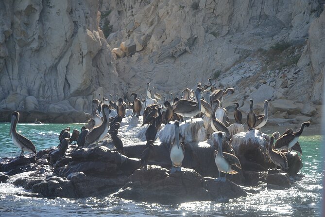 Shared Tour to the Arch of Cabo San Lucas - Sea Lions and Lover’s Beach Swim Options