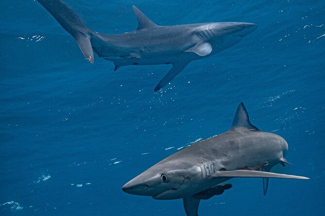 Shark Guided Diving Los Cabos - Key things I’d bet your time on