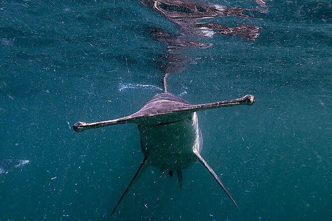 Shark Guided Diving Los Cabos - Where You Meet at Finisterra Marina Dock in Cabo