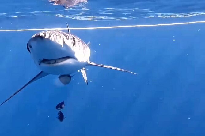 Shark Guided Diving Los Cabos - What Makes the Crew’s Approach Matter (Safety and Close Encounters)